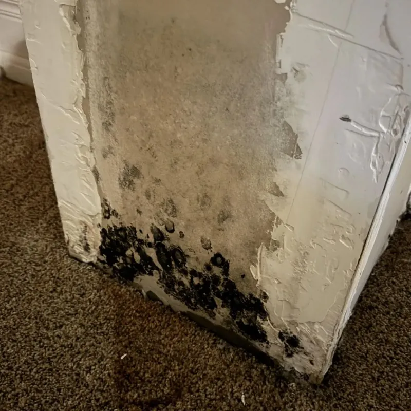 Professional Mold Removal in North York, PA